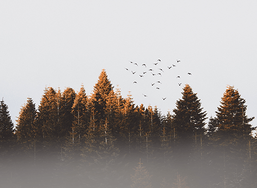 Freedom Nature Trees