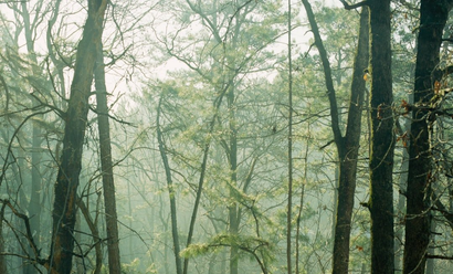 Forest Nature Trees