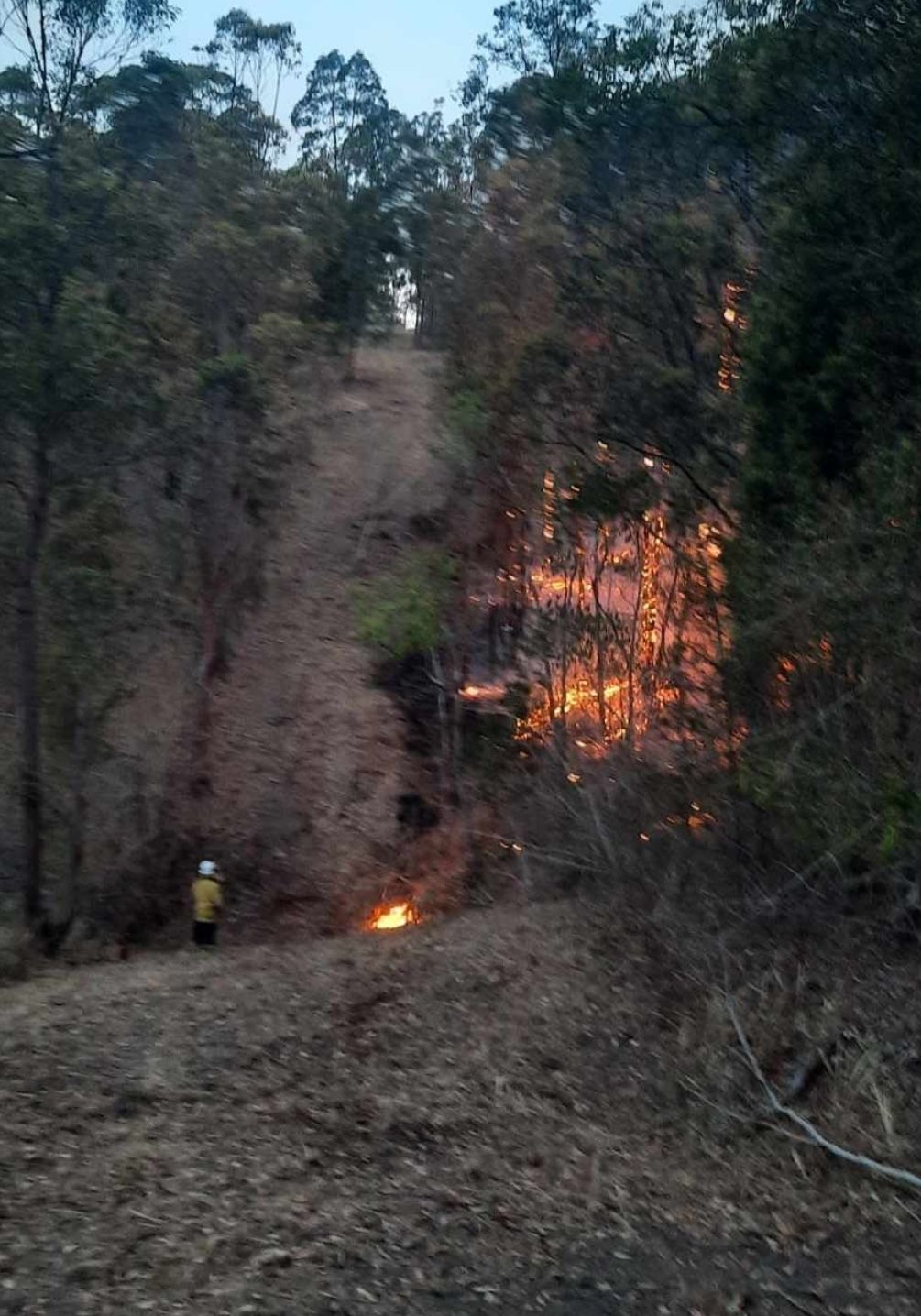 Firebreaks In A Forest — CHT Excavation and Hire In Wherrol Flat NSW