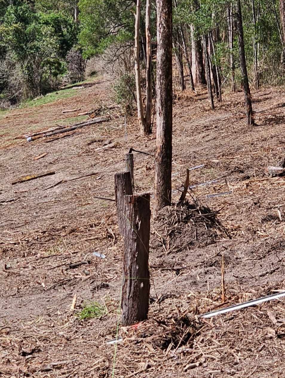 cut down trees after fence clearing— CHT Excavation and Hire In Wherrol Flat NSW