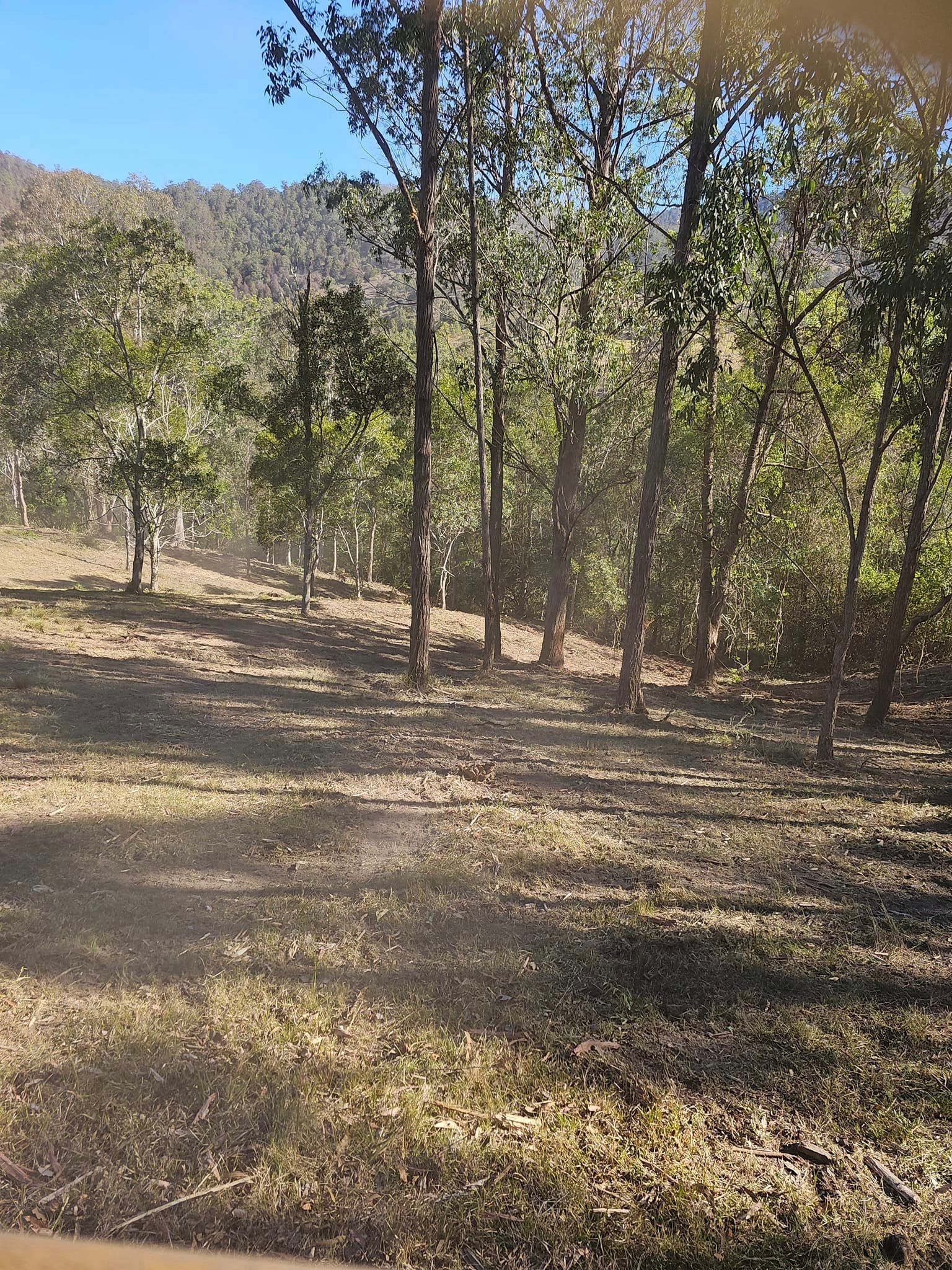 Trees — CHT Excavation and Hire In Wherrol Flat NSW