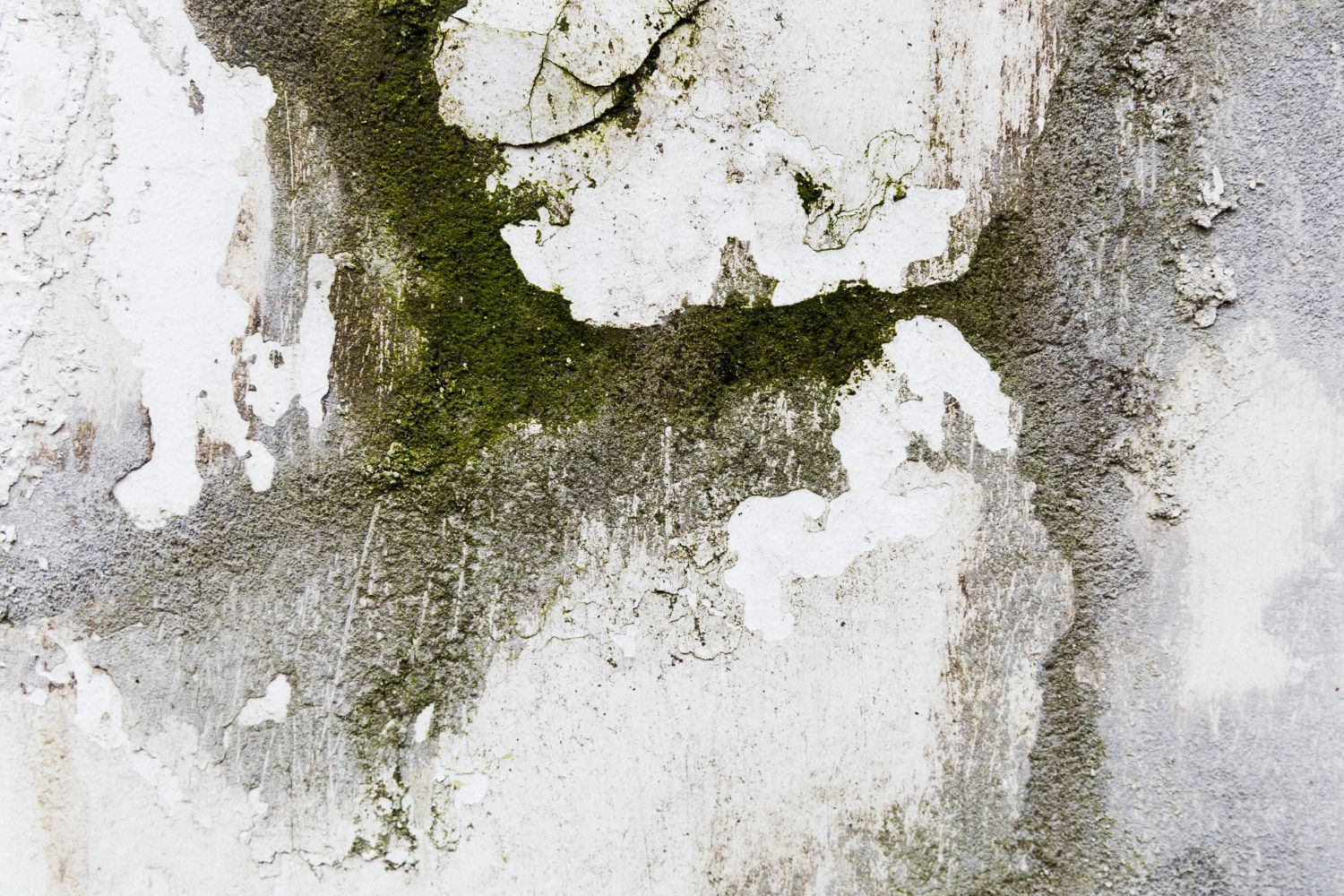 A close up of a white wall with green mold growing on it.