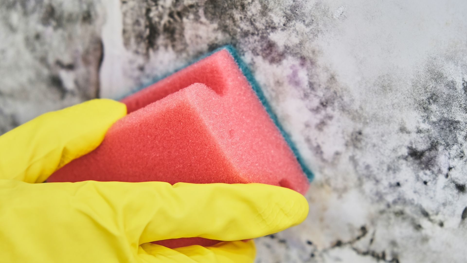 A person in a yellow glove is cleaning a wall with a pink sponge.