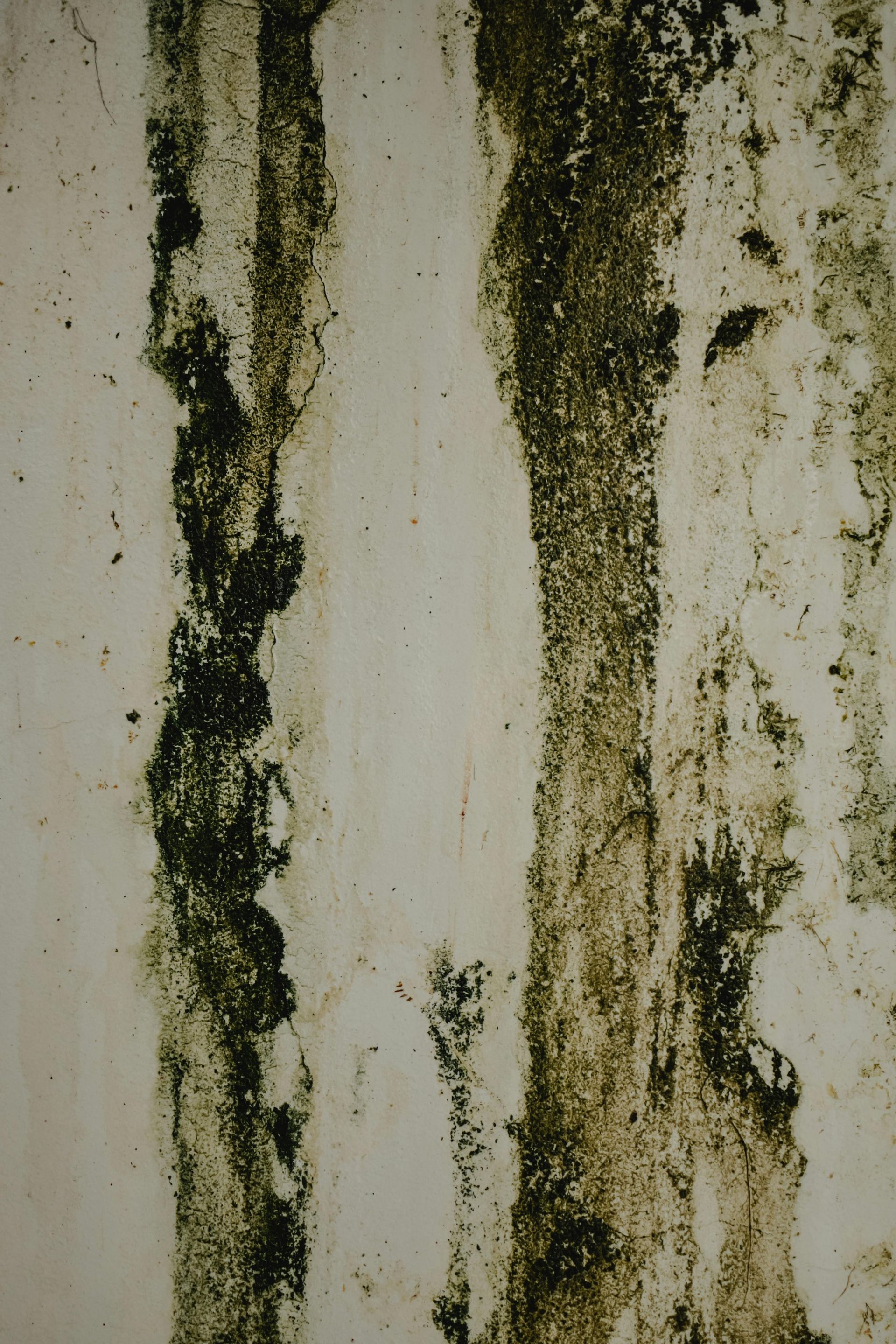A close up of a white wall with black spots on it.