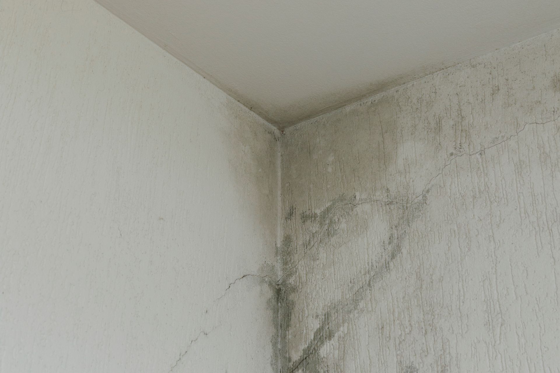 A corner of a wall with mold growing on it.