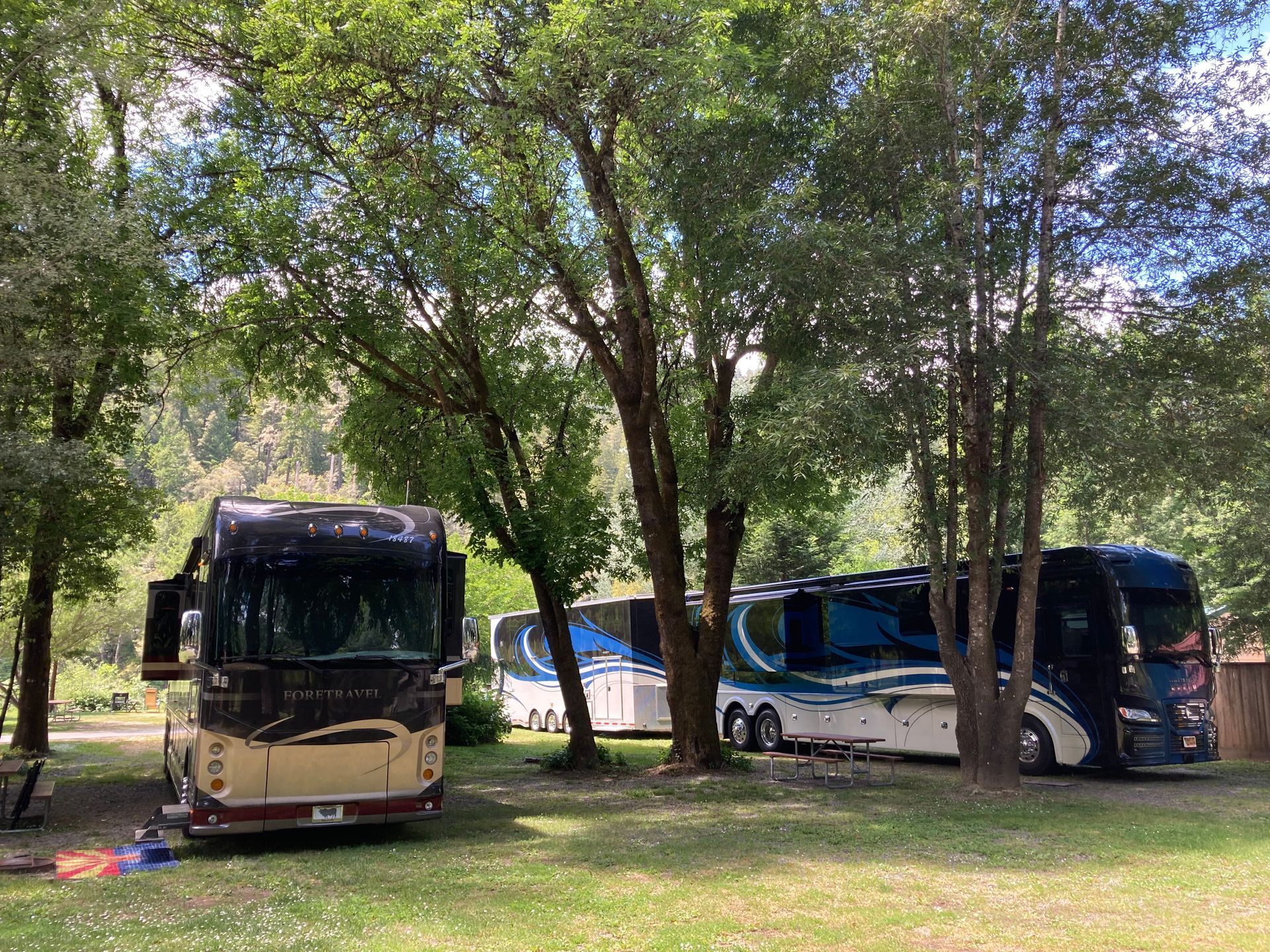 Two large motorhomes parked on a grassy site shaded by tall, green trees under a bright blue sky.
