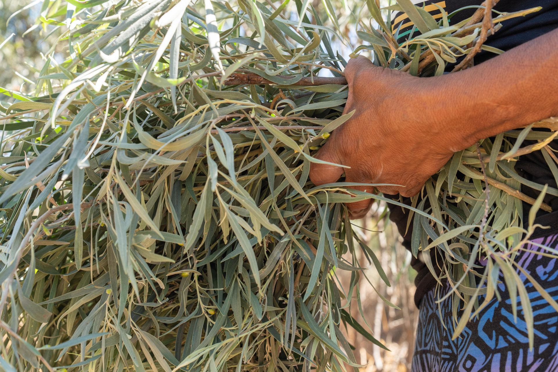 A pair of hands holding a bunch of long, narrow, green eucalyptus leaves in a natural outdoor setting.