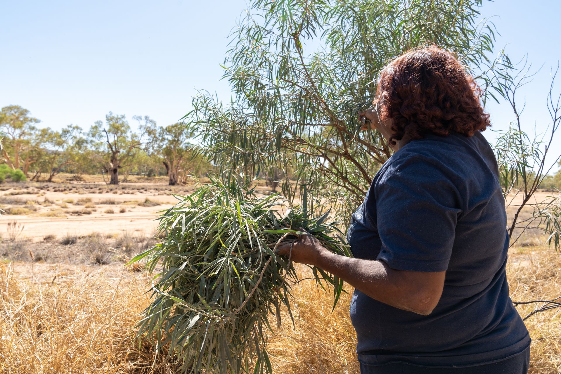 A person stands in a dry, arid landscape, holding a bundle of gathered leafy branches from a tree.