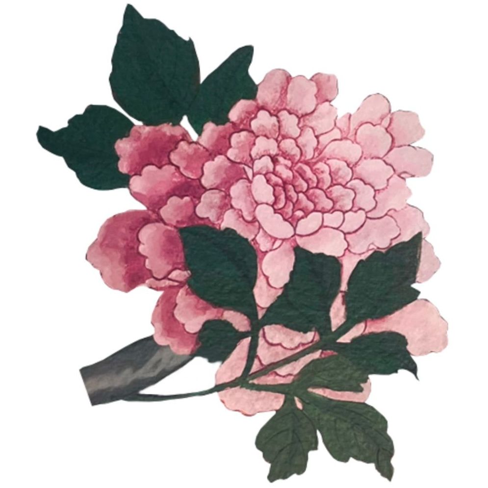 A pink flower with green leaves on a white background