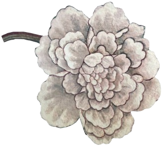 A drawing of a flower on a white background