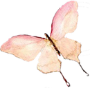 A watercolor painting of a pink butterfly on a white background.