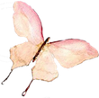 A watercolor painting of a pink butterfly on a white background.