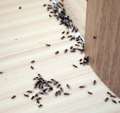 pest control services in Redmond WA