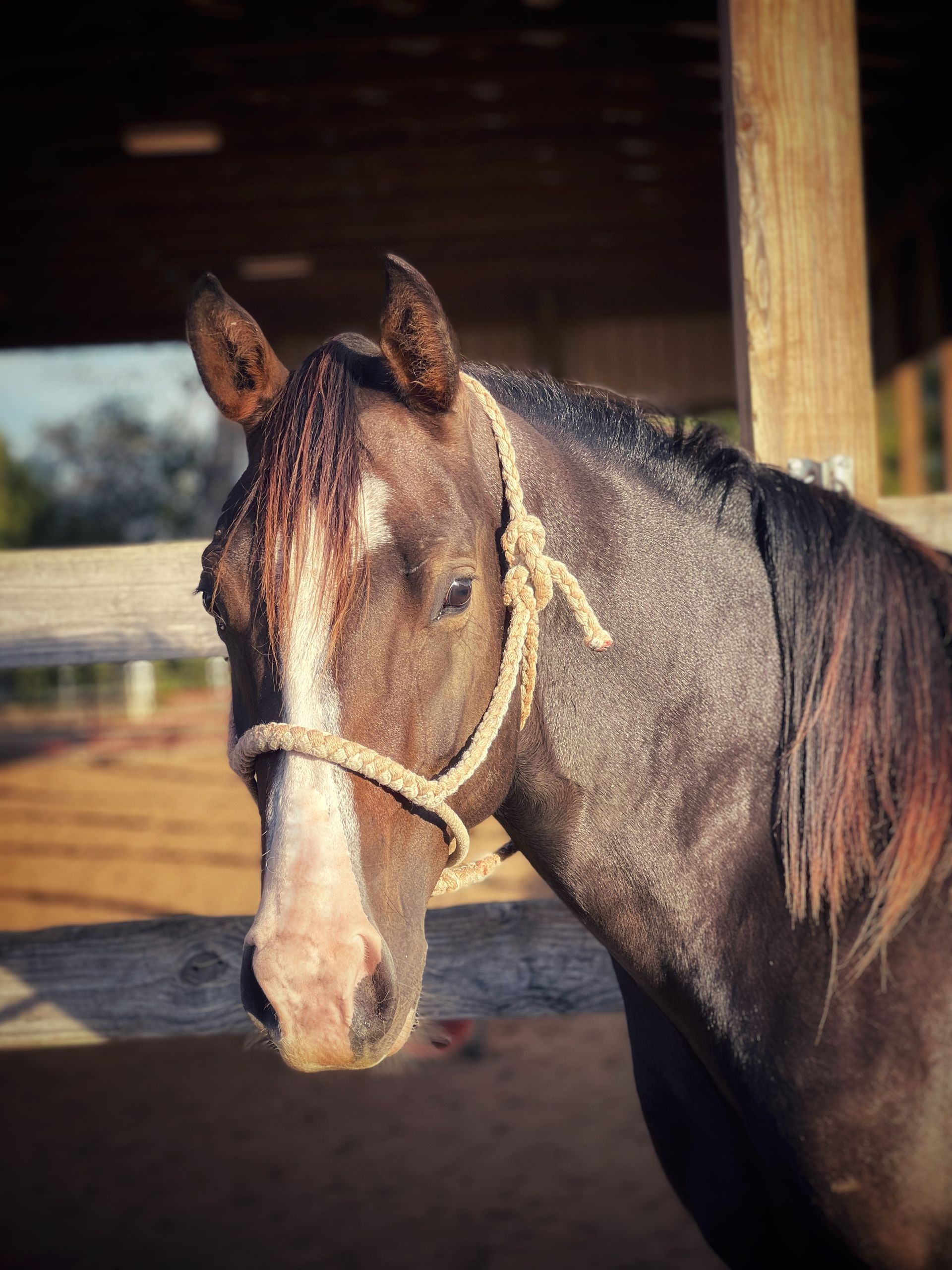 A horse wearing a rope halter is standing in a fenced in area