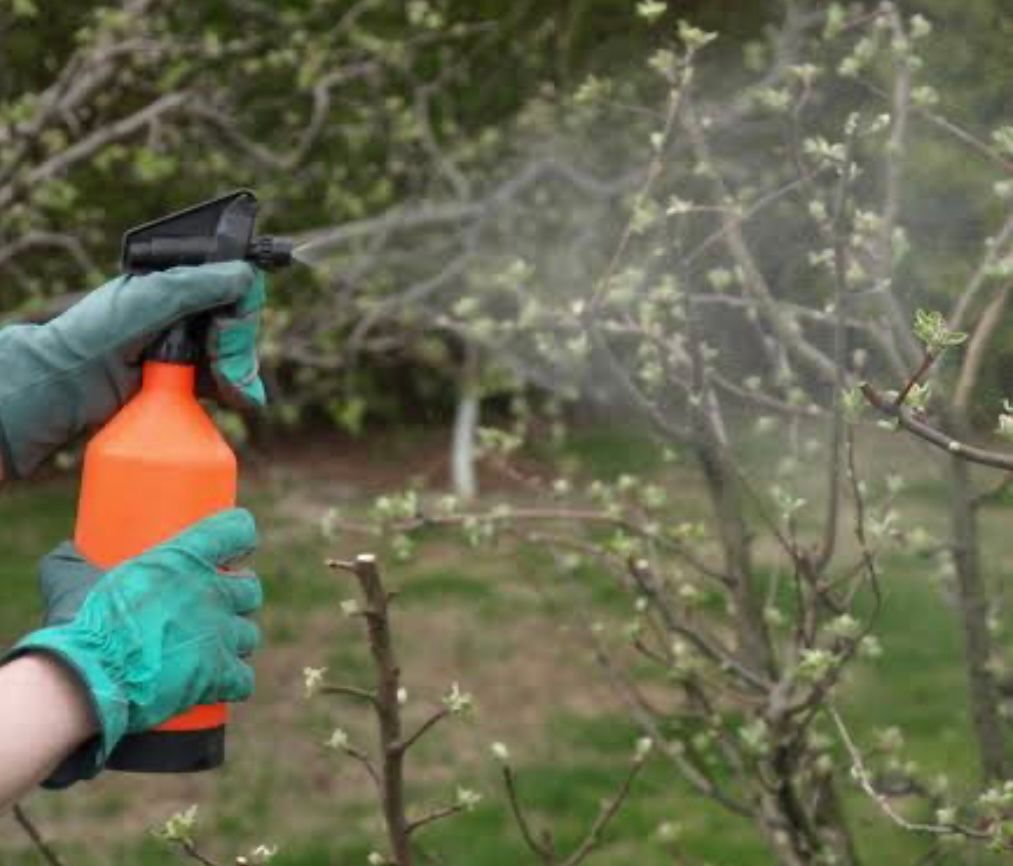 common-tree-diseases
