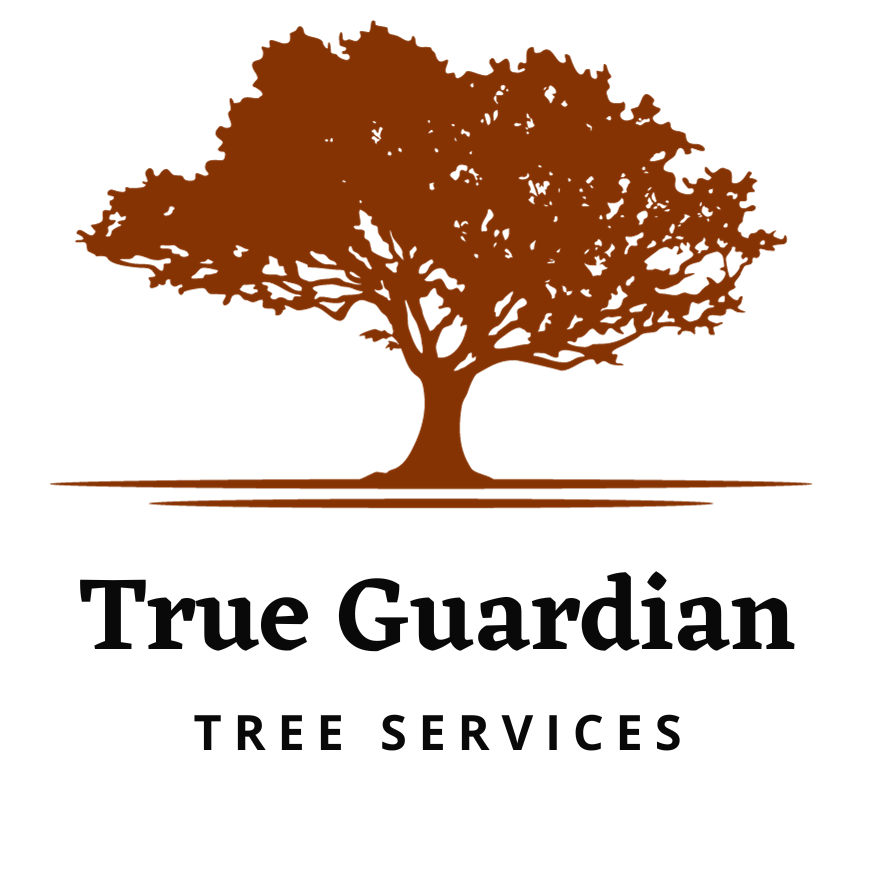 Expert Cabling & Bracing for Tree Strength True Guardian Tree Services