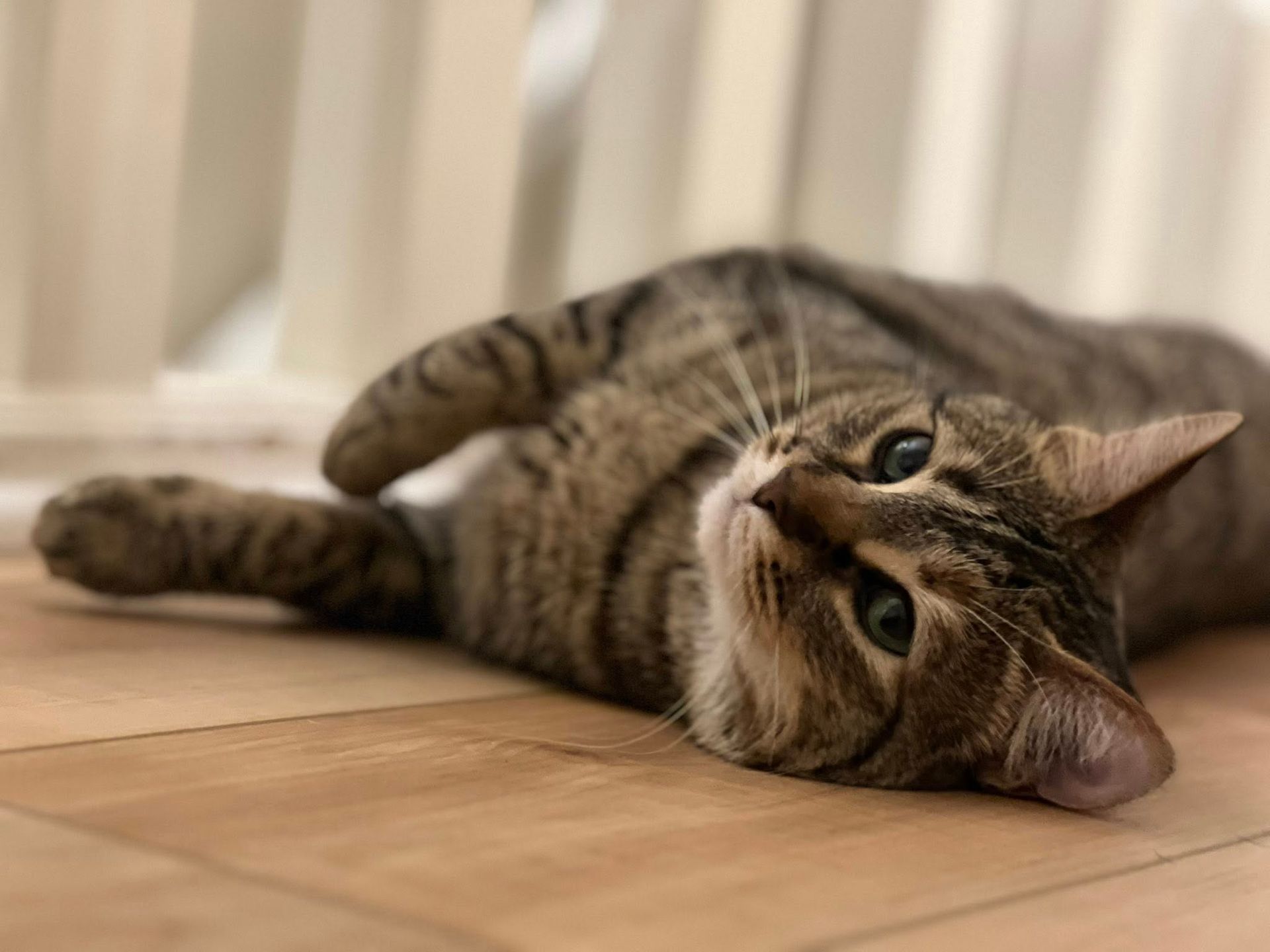 Tabby cat lying on its side on a wooden floor, looking at the camera.