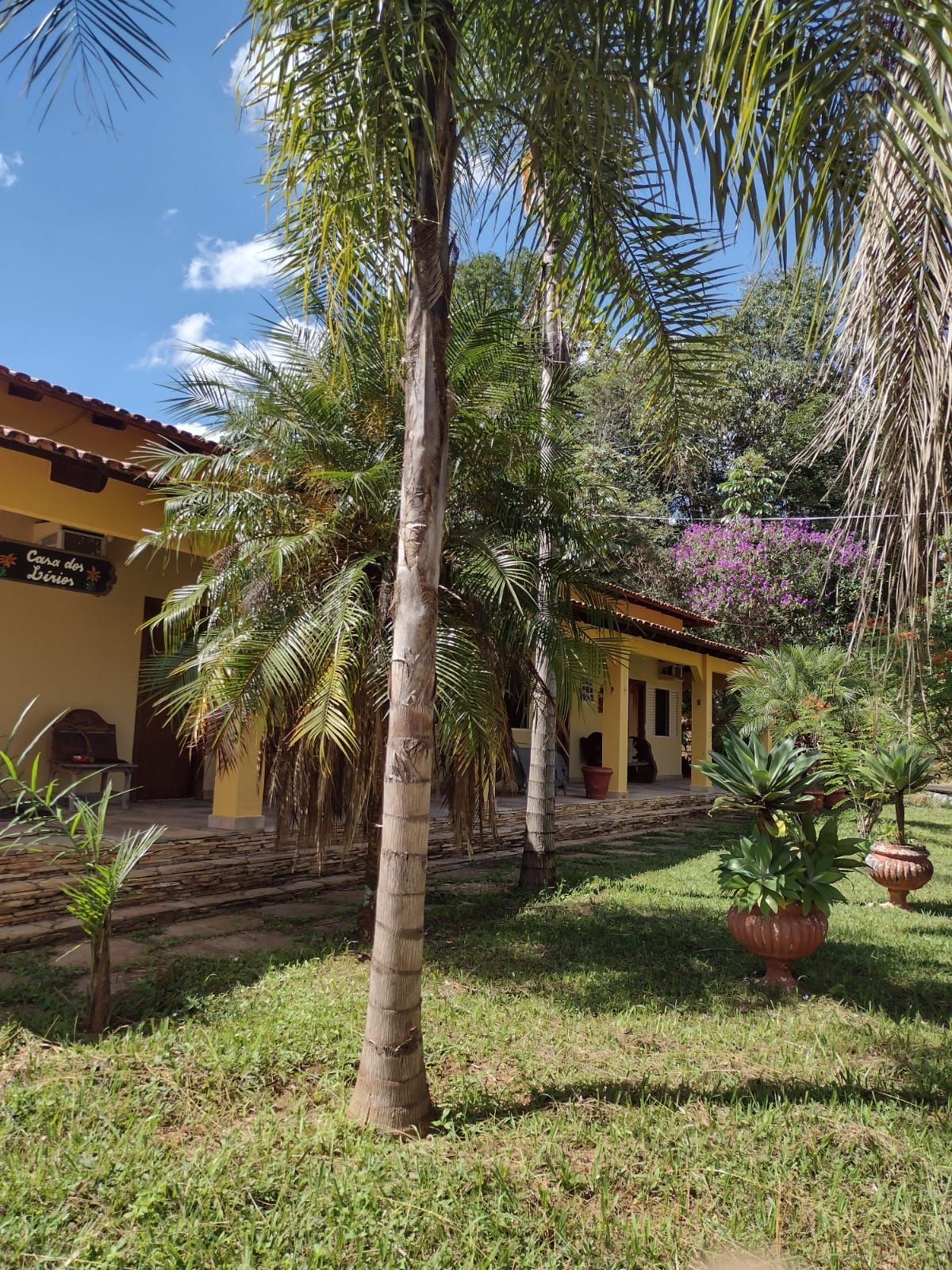 Jardim tropical com palmeiras e um prédio amarelo sob um céu azul.