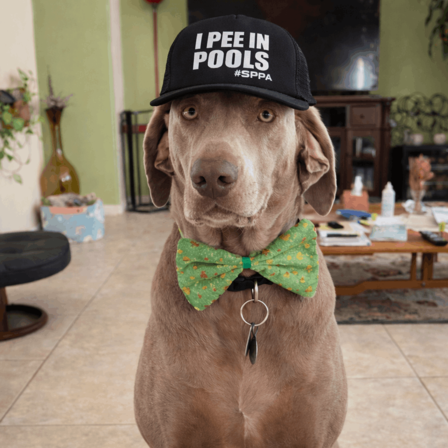 Big George Big George