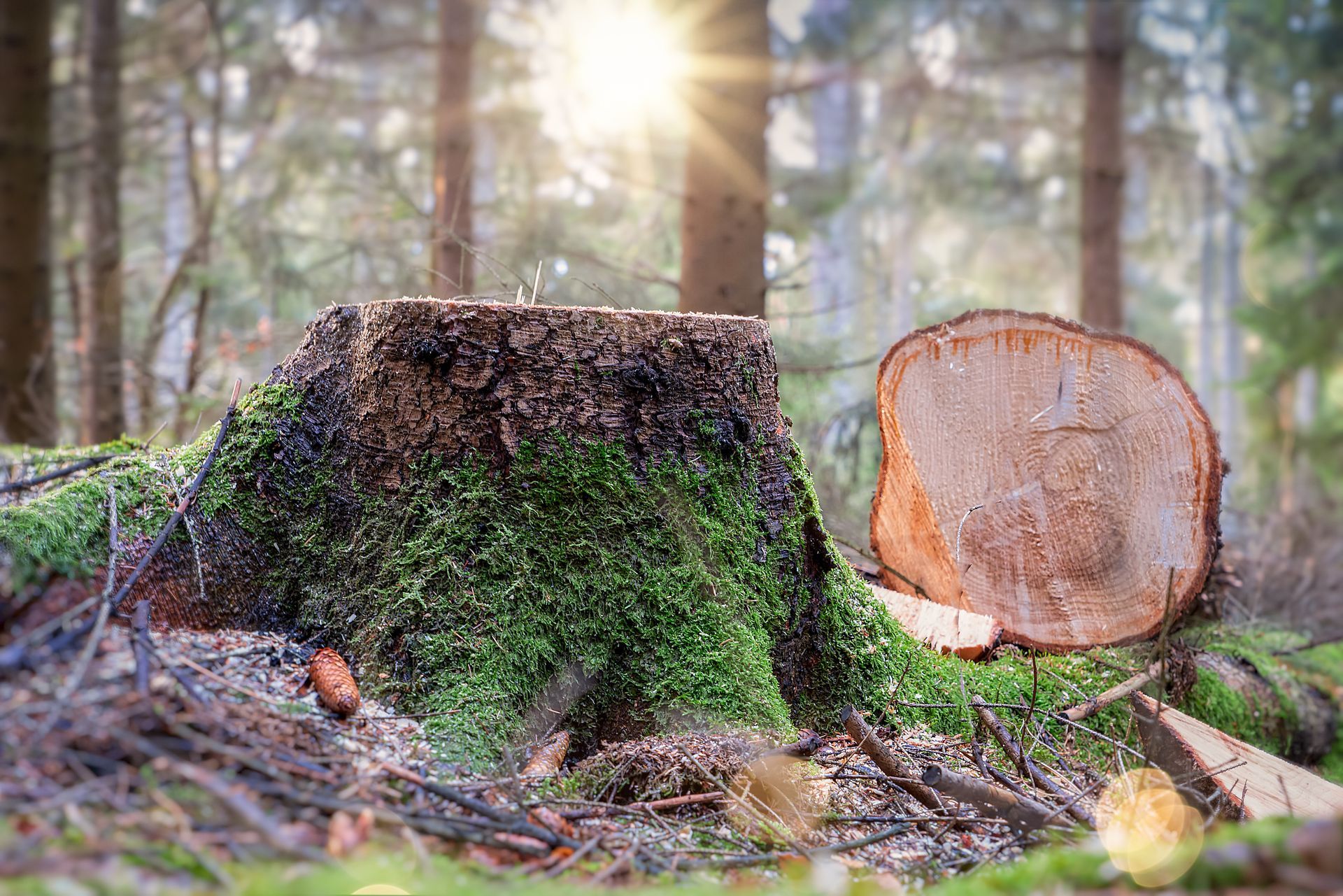 Tree stump covered in green moss with a cut log in a forest, bright sunlight in background. Tree stump covered in green moss with a cut log in a forest, bright sunlight in background.