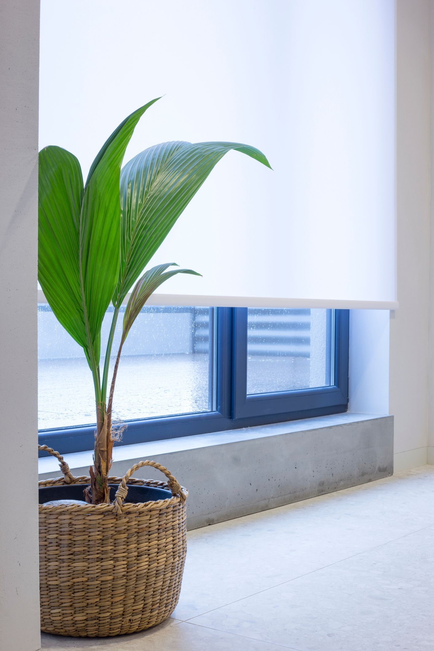 White with Plant Window Cover - Blairgowrie, VIC - Curtains & Blinds by Dannielle Harris