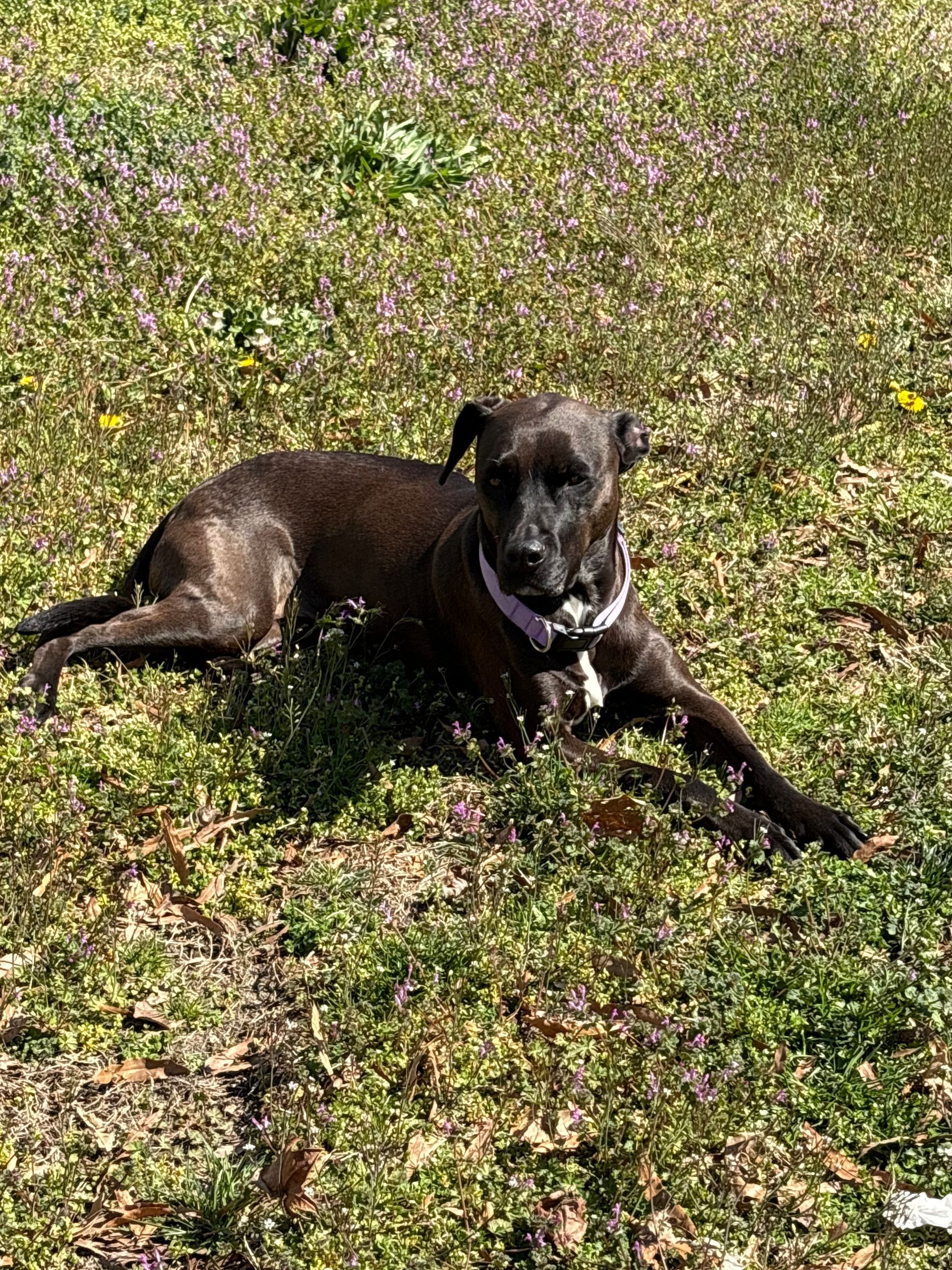 A black dog is laying in the grass in a field.