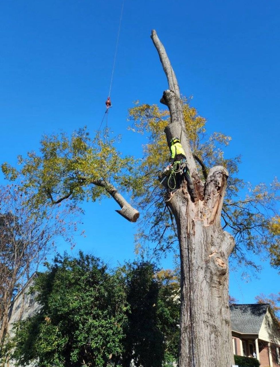 A man is climbing a tree with a crane attached to it