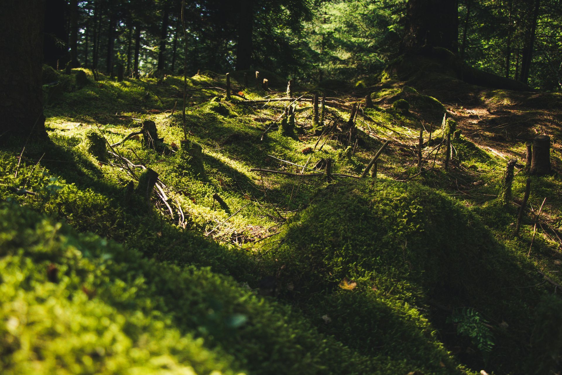 The sun is shining through the trees in the forest.