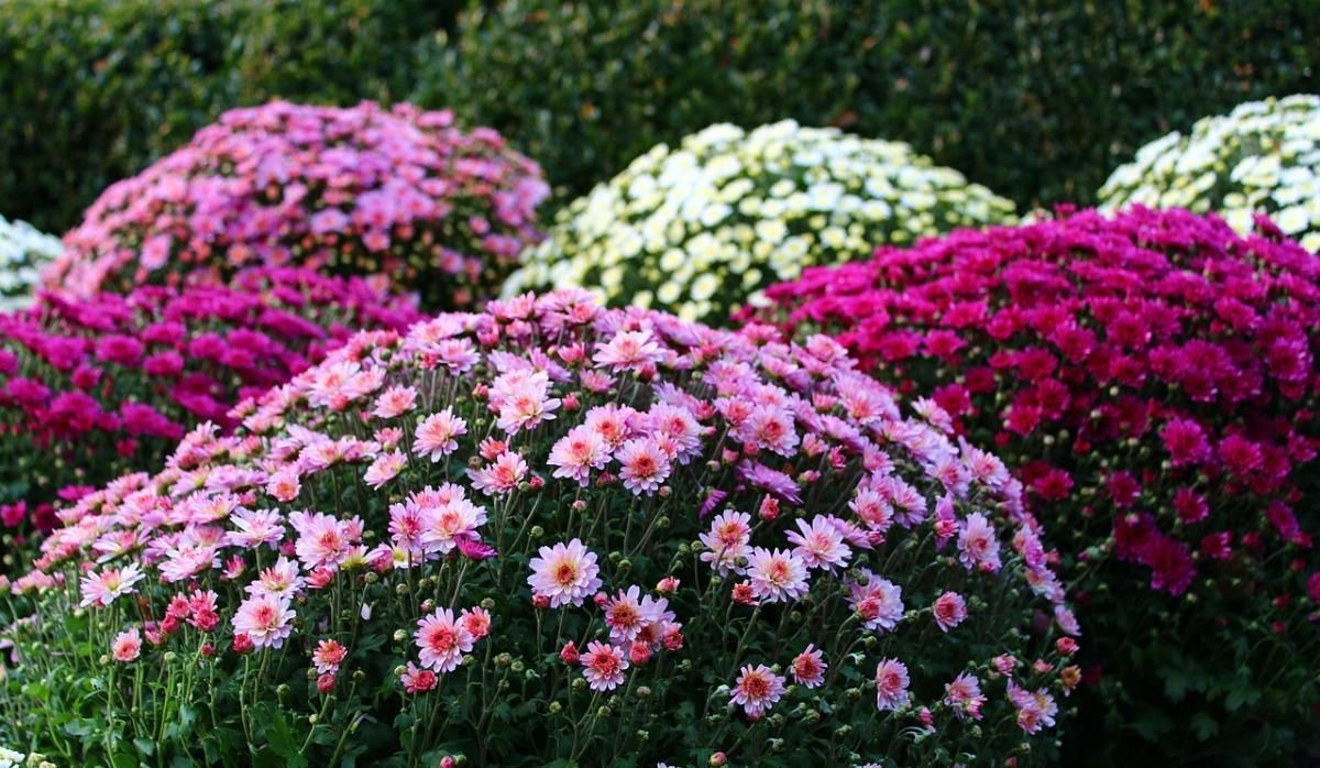 chrysanten