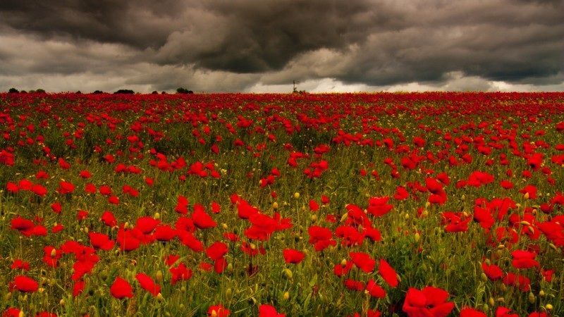 poppy's