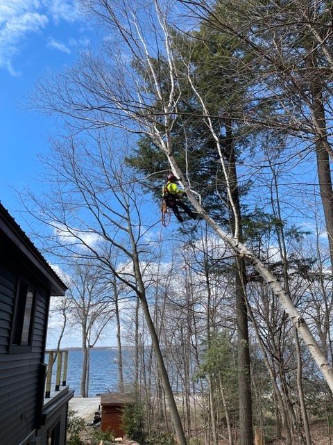 Arborist trimming a tree high above a house, with ropes and chainsaw visible