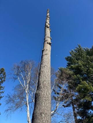 Tall dead tree trunk against a clear blue sky, with green trees at the sides
