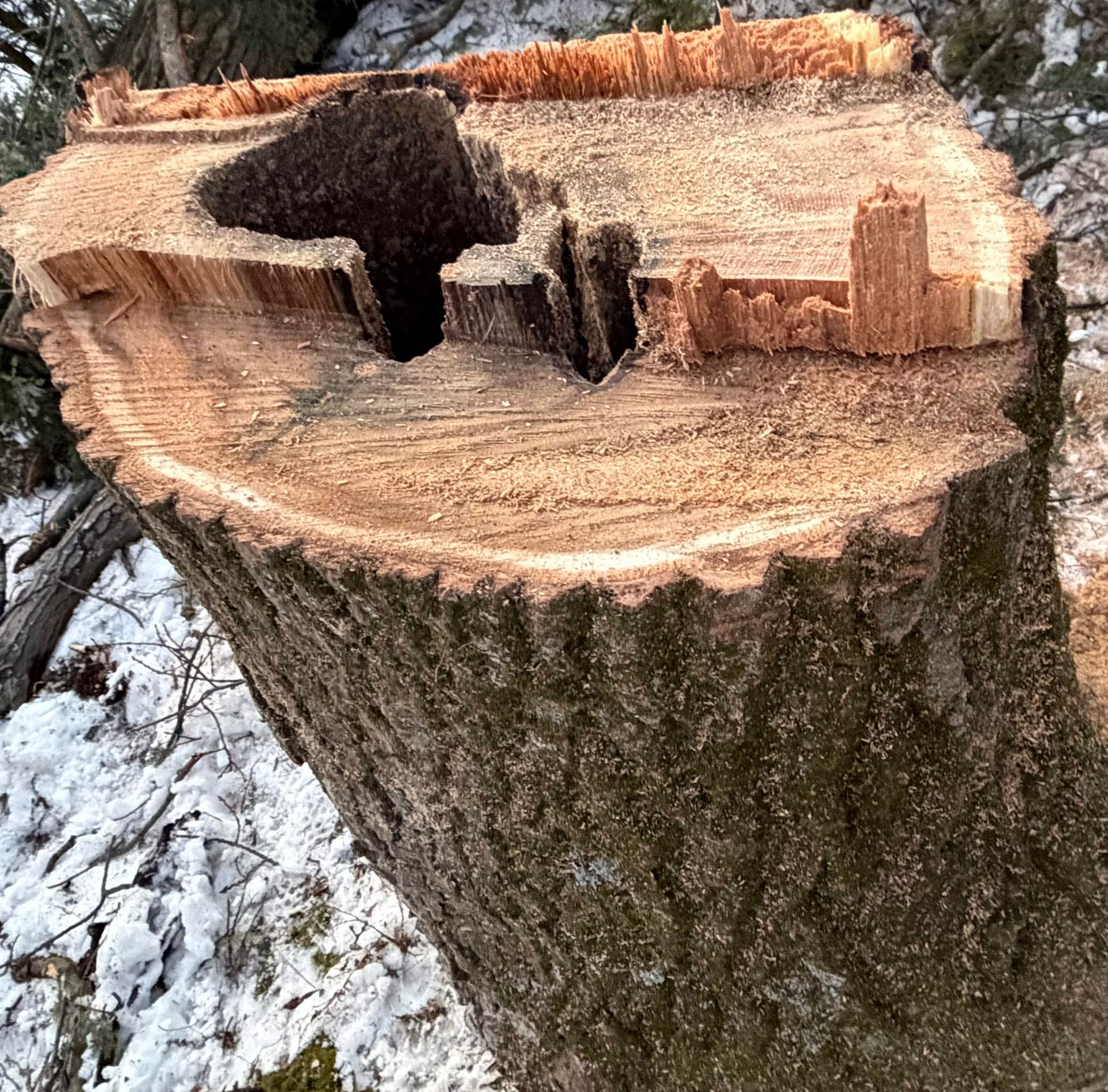 Freshly cut tree stump with a large hollow and exposed wood grain in a snowy outdoor area