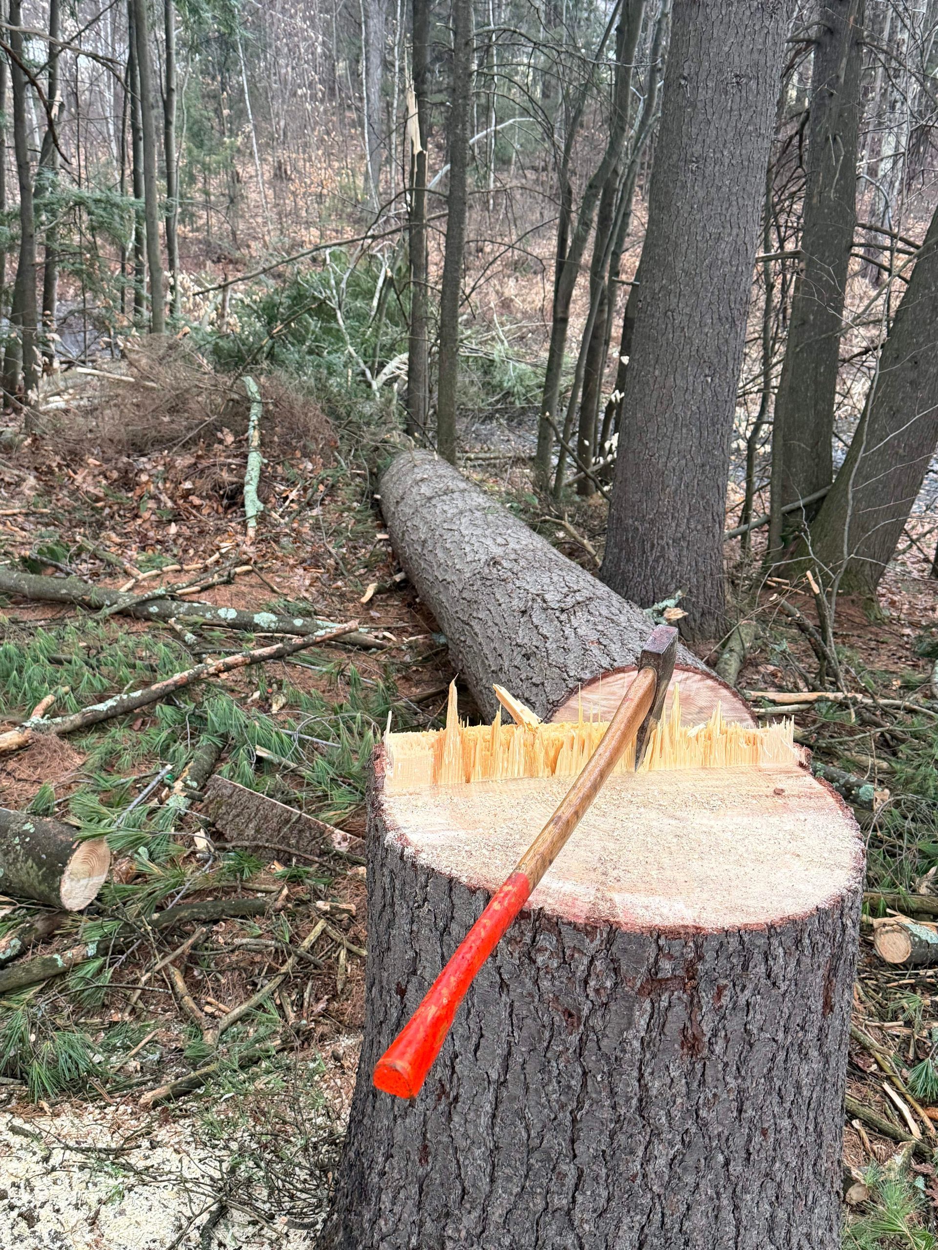 Freshly cut log in forest with orange-handled axe stuck in the stump