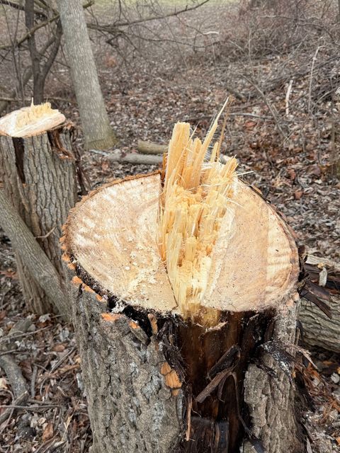 Split tree stump with fresh wood chips in a wooded area