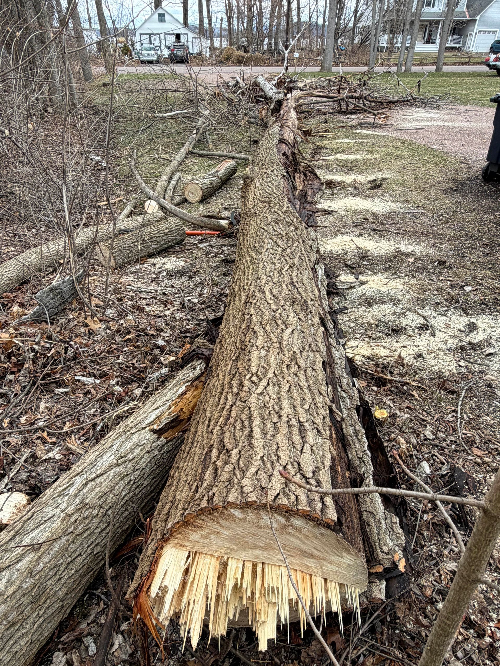 Fallen tree trunk with splintered end lying on a wooded ground after being cut down