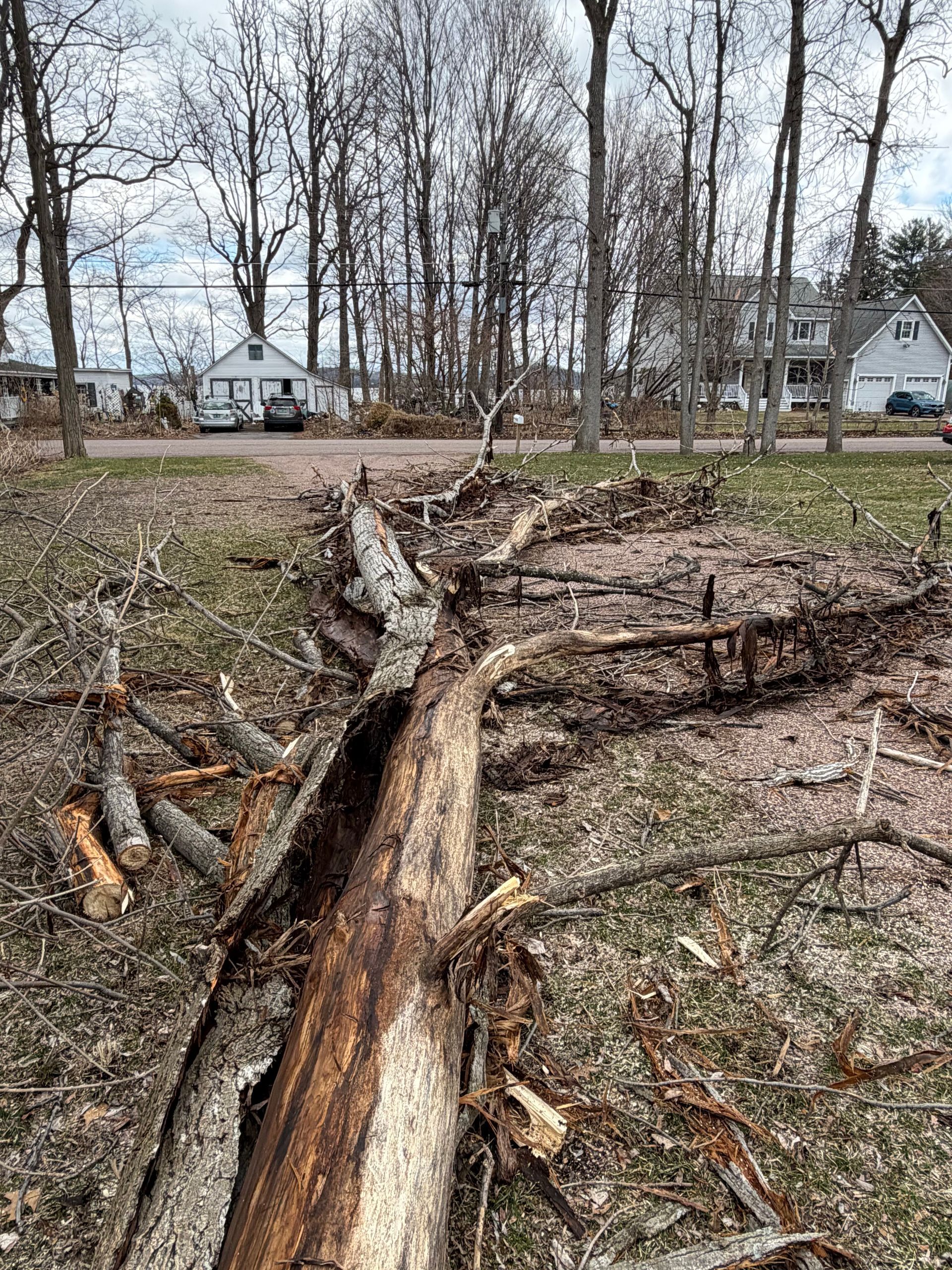 Uprooted fallen tree in a leafless yard with houses in the background