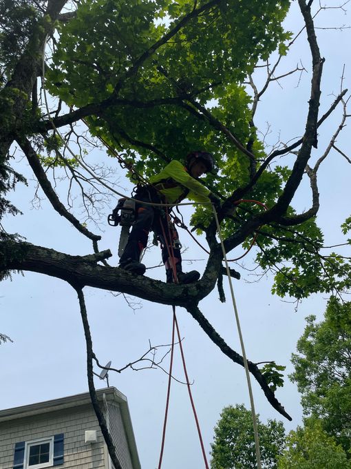 Worker pruning a tree from a branch above a house, with ropes hanging below.