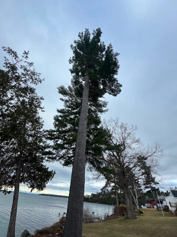 Tall pine trees by a calm lakeshore under an overcast sky, with houses in the distance.