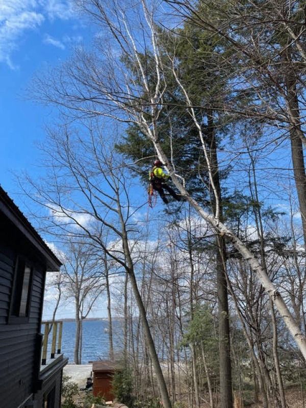 Worker in a tree near a lakeshore beside a dark house, wearing a bright safety harness.
