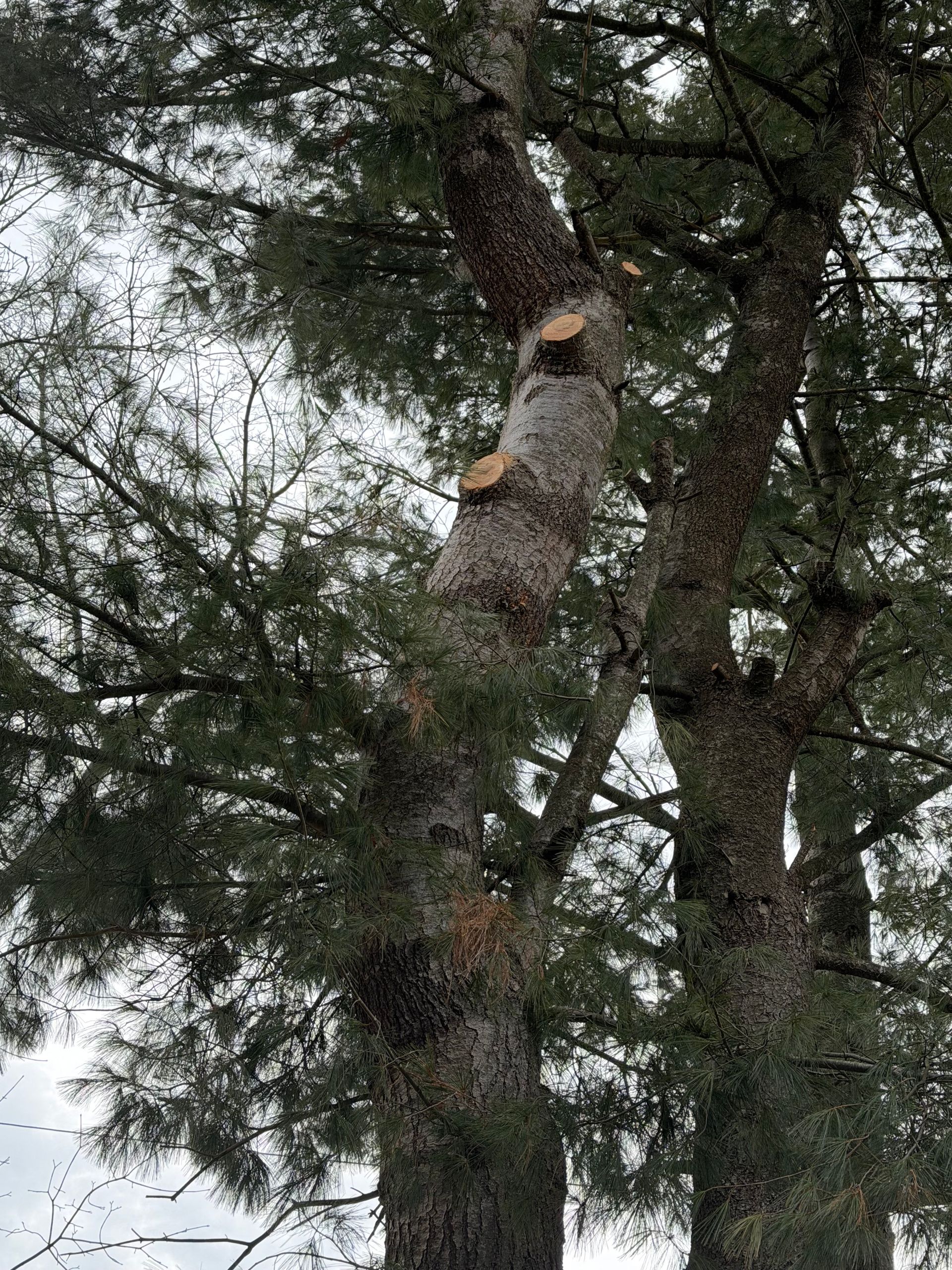 Tall pine tree with several cut branches against a cloudy sky