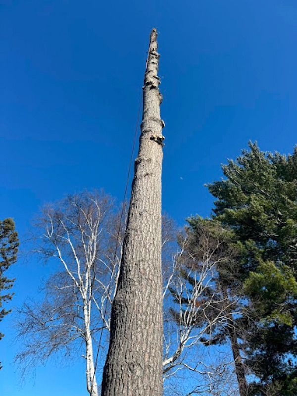 Tall bare tree trunk reaching into a clear blue sky with leafy branches in the background