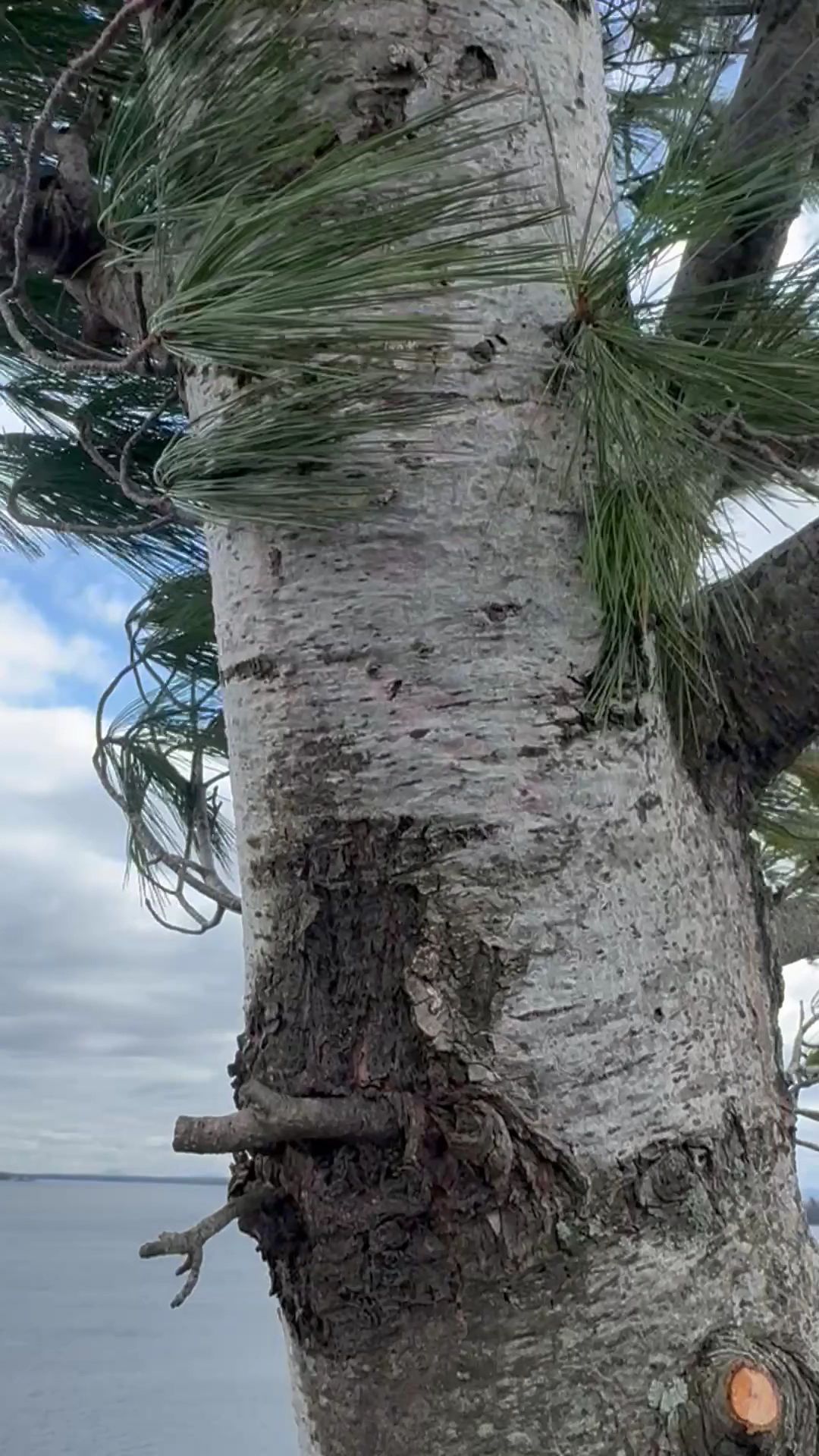 Close-up of a palm tree trunk with drooping green fronds against a cloudy beach sky.