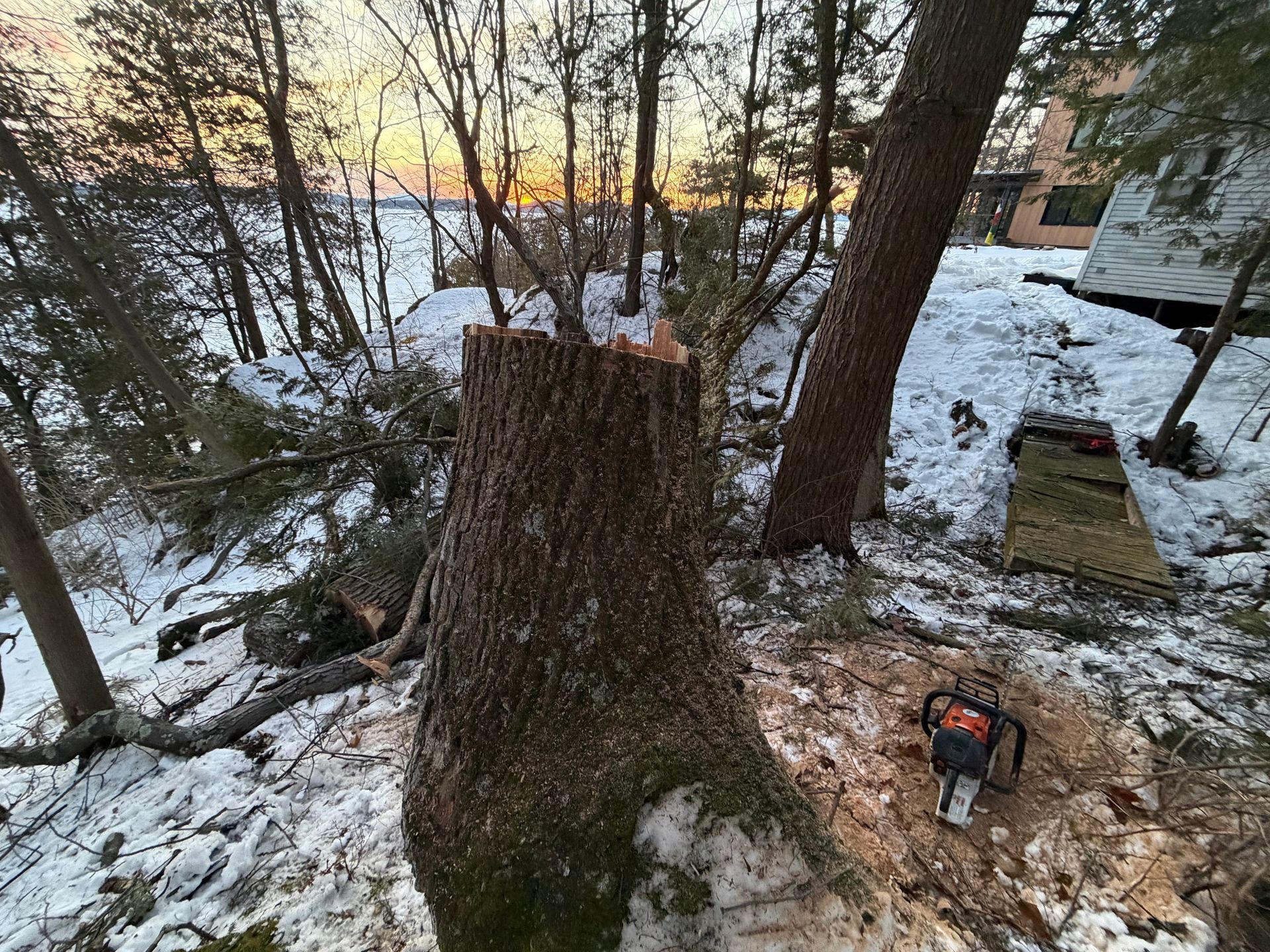 Tree stump in a snowy wooded yard at sunset, with a chainsaw on the ground.