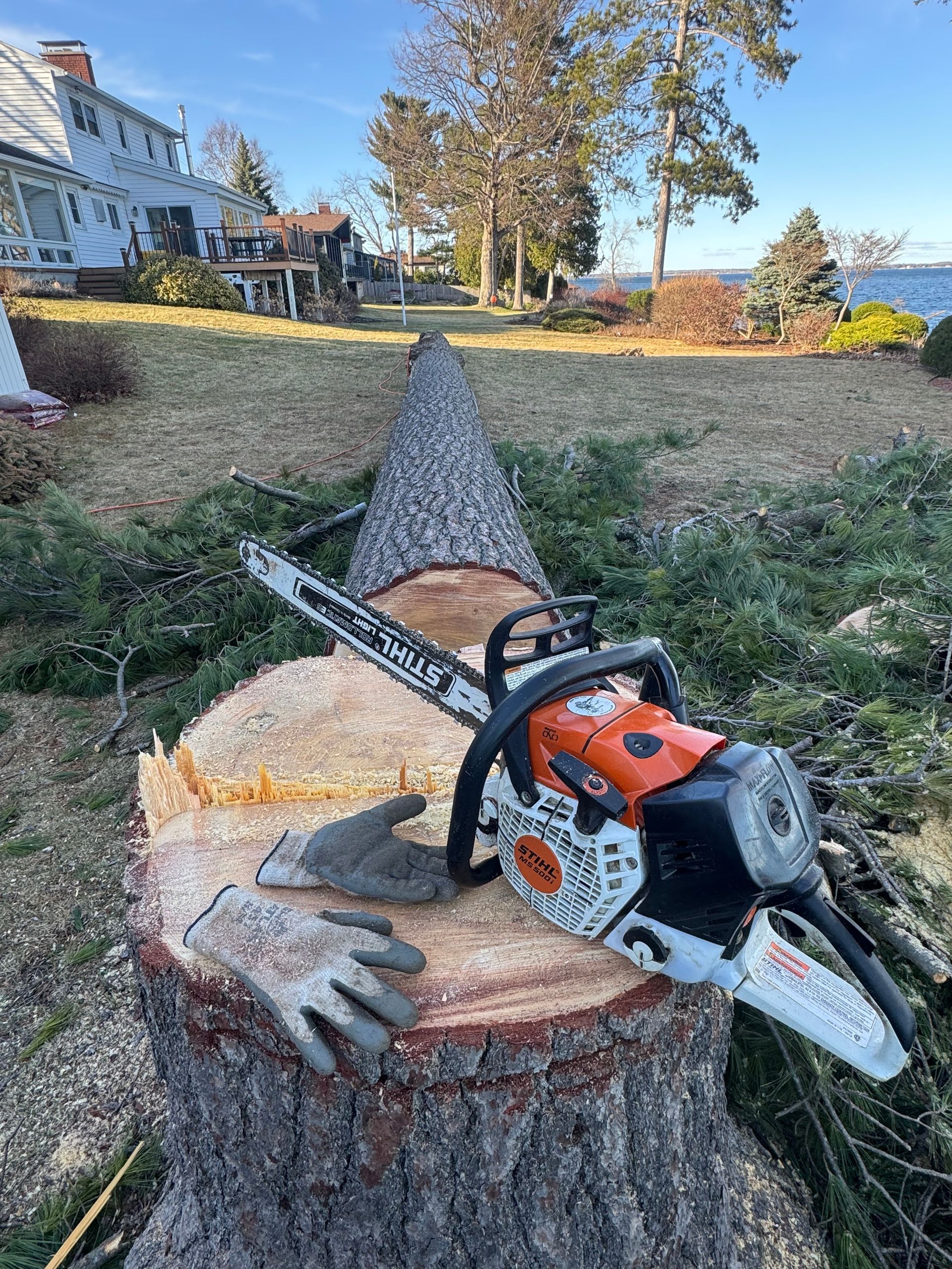 Chainsaw resting on a freshly cut tree stump in a yard, with a fallen tree trunk and house in the background