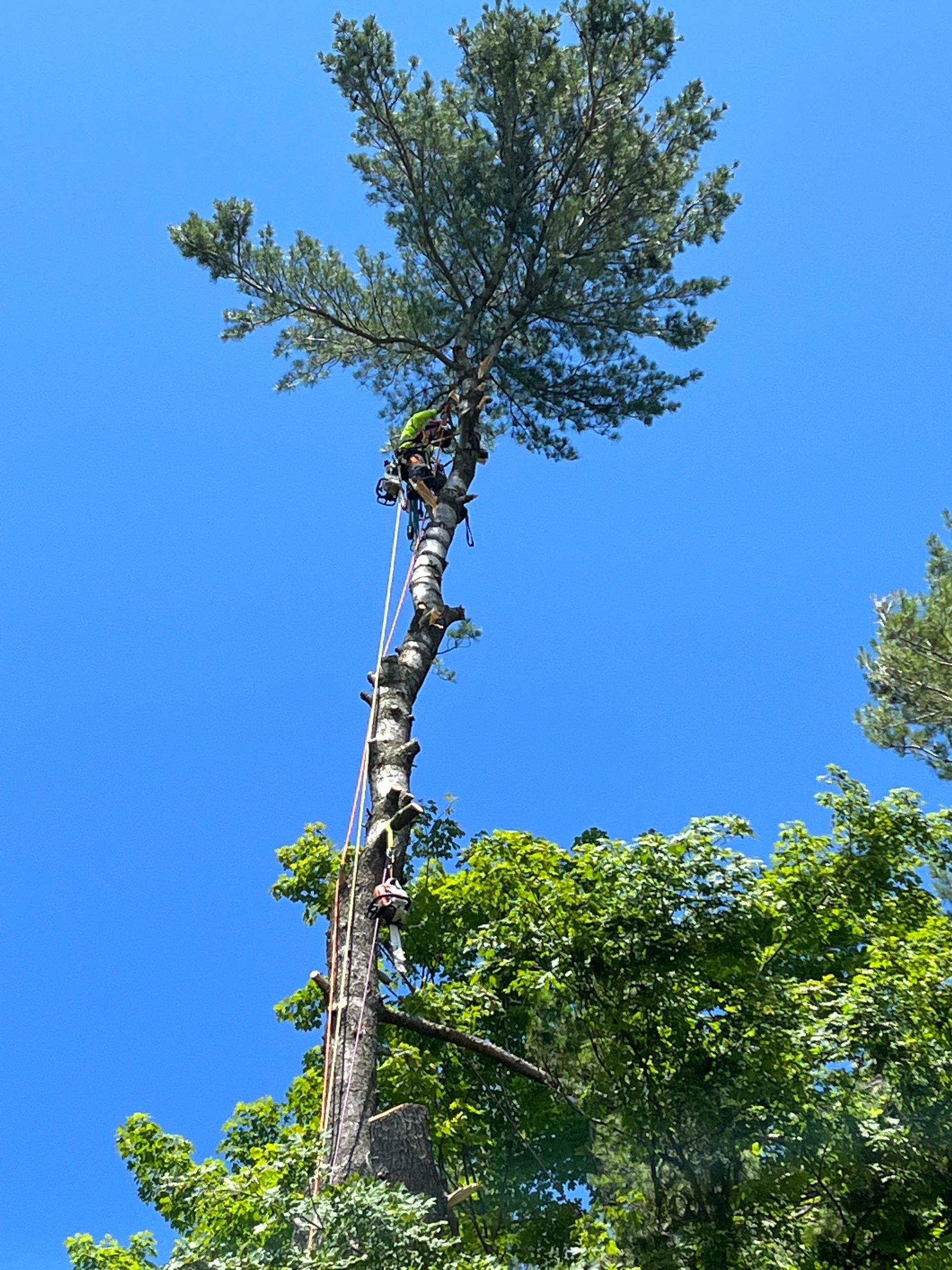 Tall tree against a clear blue sky, with green foliage below