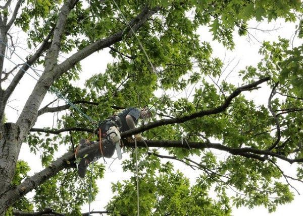 Arborist in a tree canopy, trimming branches with a chainsaw while secured by a rope harness
