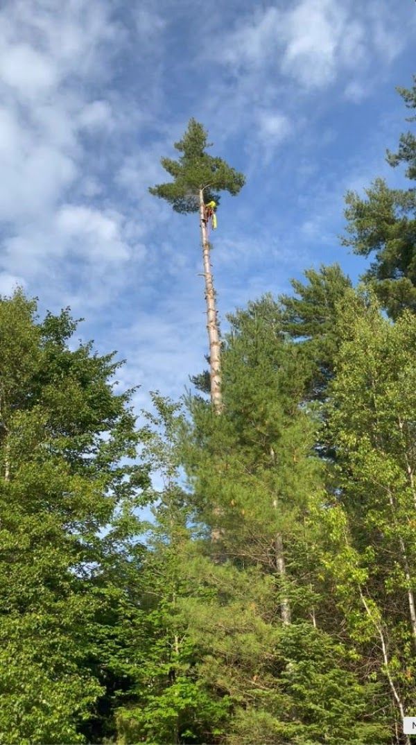 Tall tree standing above a forest canopy under a blue sky with scattered clouds