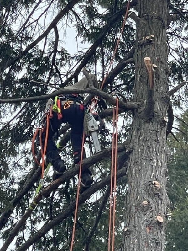 Tree worker in safety gear climbing a tall tree with ropes and harness.