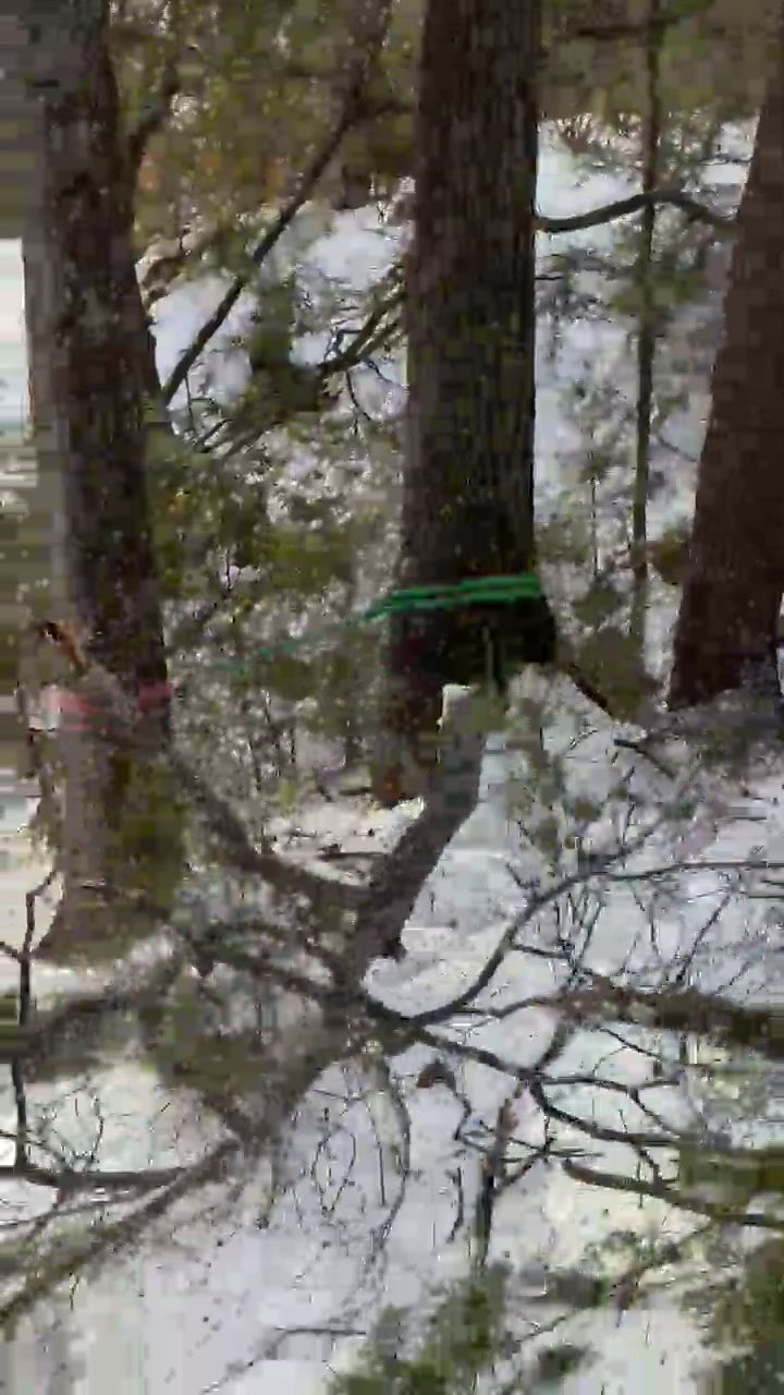 Snowy forest with trees and a green ribbon tied around one trunk
